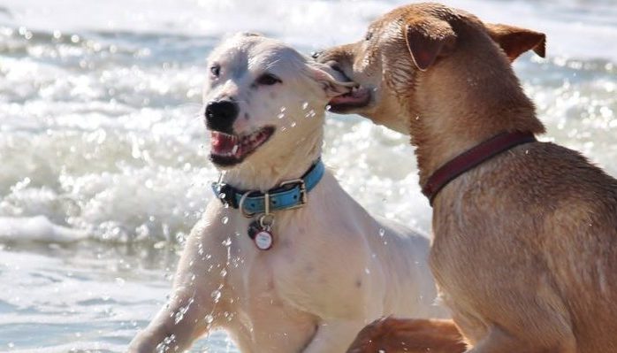 Dog treat  smart for bad breath 