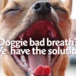 Dental care for dog bad breath