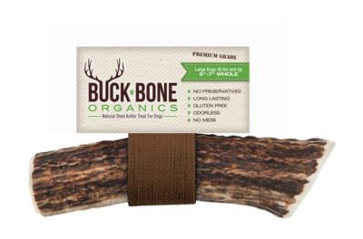 Buck bone Elk