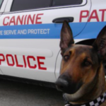 dog news police dog