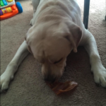 pig ear for dogs