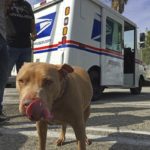 dog news postal service