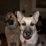 dog news blind dog adoption