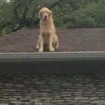 dog news roof dog