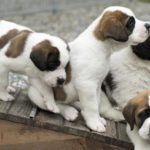 dog news puppy mill list