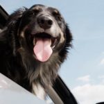 dog news dog in car
