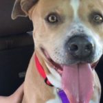 dog news dog adoption canada
