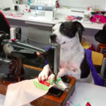 dog news bring dog to work day
