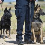 dog news police dog pension