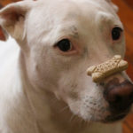 dog news dog biscuit
