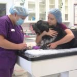 dog news dog therapy