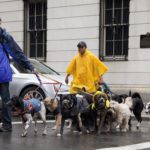 dog news New York