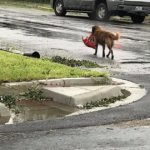 dog news dog rescue