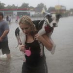 dog news dog rescue taxes