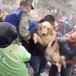 dog rescue Mexico