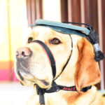 dog news dog training