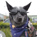 dog news donation