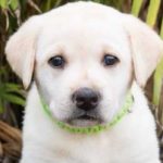 dog news adoption