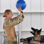 dog news military dog