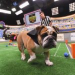 dog news sport