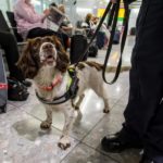 dog news UK
