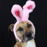 dog-News-Easter