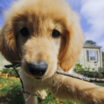 dog-news-puppy