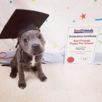 dog-news-Graduate-photo
