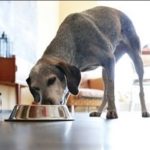 dog_news_Food