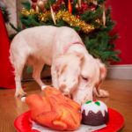 dog-news-Merry-Christmas