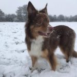 dog-walking-winter