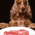 raw_dog_food