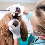 vet-teeth-Anesthesia