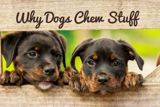 dog-chewing -stuff
