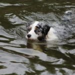 dog-rescue-tragedy