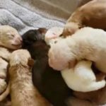 puppy-adoption