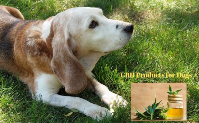 CBD products for dogs