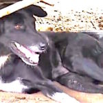 hero-dog-Thailand