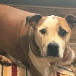 hero-dog