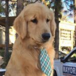 mayor-max