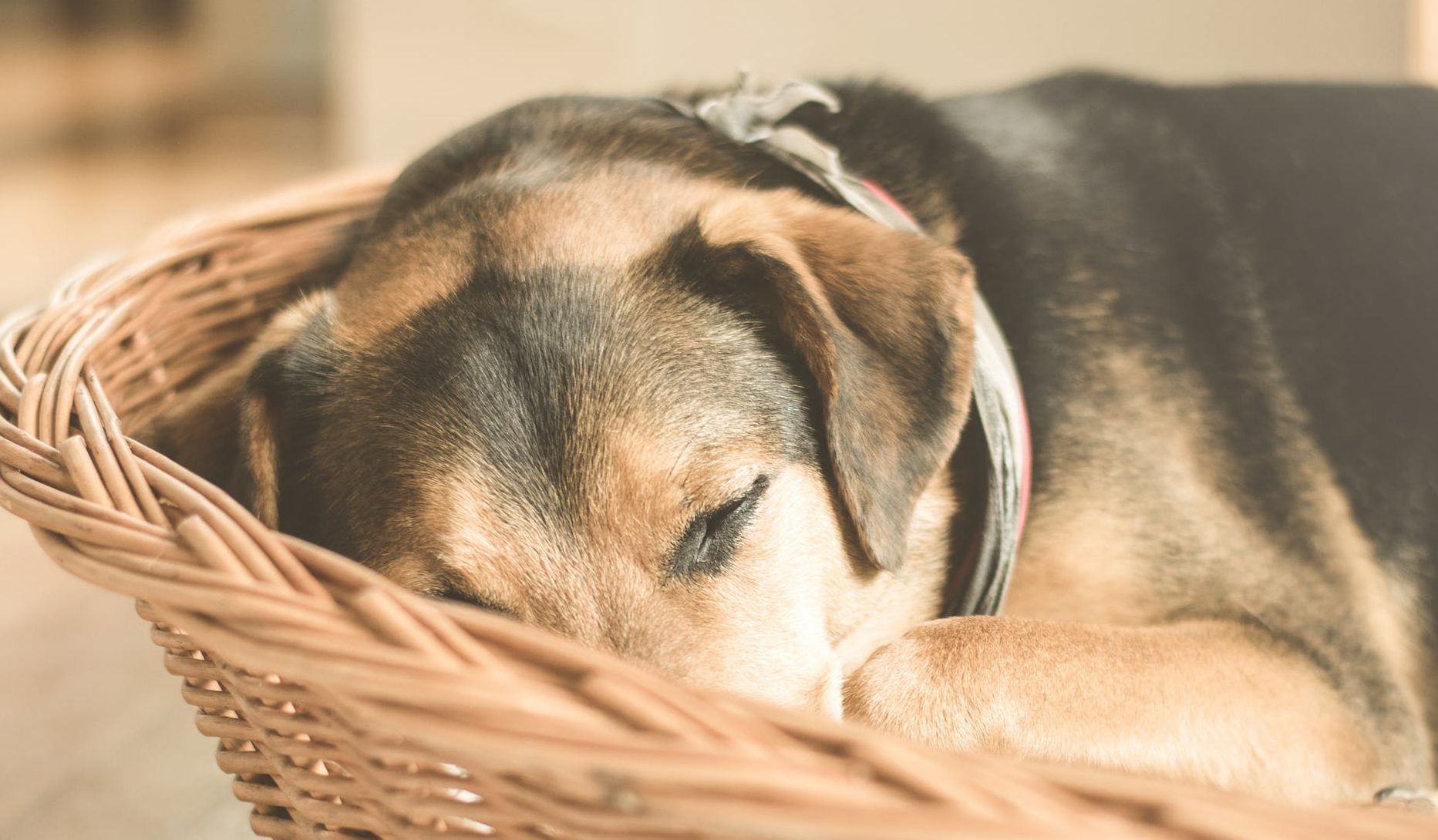 "Sick as a dog" A new meaning for dog owners Dog Treat Smart