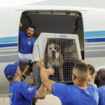 dog rescued in Hurricane