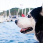 go boating with dogs