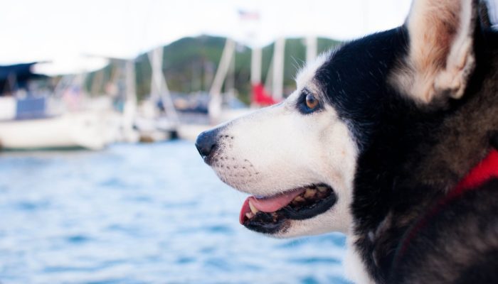 go boating with dogs