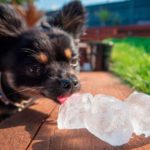 ice cube for dogs