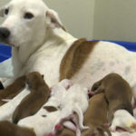 dog giving birth to 20 babies