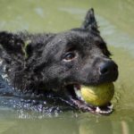 Blue-Green Algae and dog