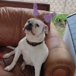 Lili-bulldog-six-years-waiting-for-adoption