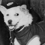 first dog sent to space
