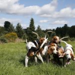 dogs in Boston ballet